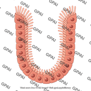 Retinal pigment epithelial cell brush crypt