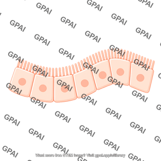 Enterocyte brush wavy