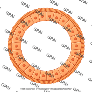 Luminal epithelial cell brush circular small