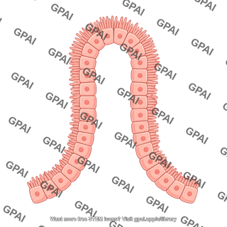 Choroid plexus epithelial cell brush