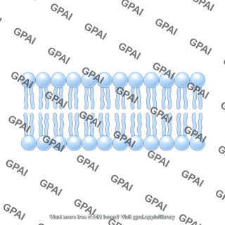 Phospholipid 2 brush straight 809