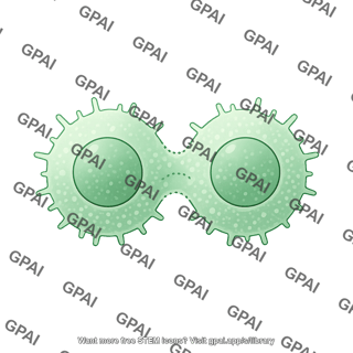 T cell dividing