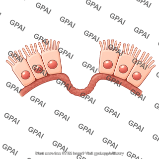 Retinal pigment epithelial cell brush vesicle 1