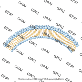 Membrane brush large arc 2