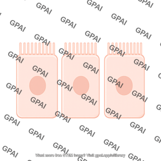 Enterocyte brush short villi straight