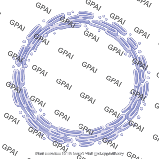 Smooth endoplasmic reticulum brush large circle