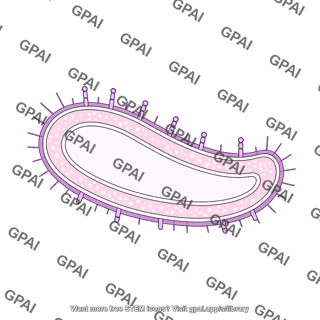 Bacteria membrane brush gram negative vibrio