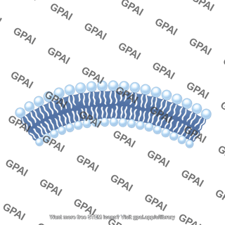 Phospholipid bilayer brush wavy 52