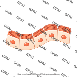 Cuboidal cell brush wavy