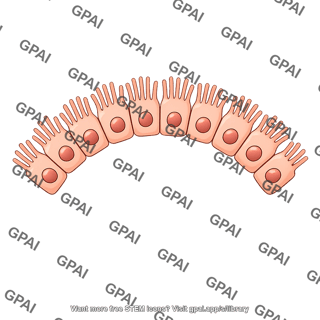 Retinal pigment epithelial cell brush small arc