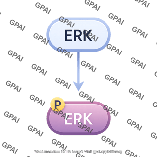 Erk pathway 159