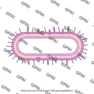 Bacteria membrane mycobacteria bacillus