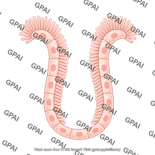 Endothelial brush protruding