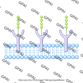 Phospholipid membrane with carbohydrate straight