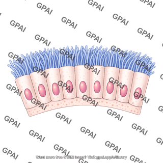 Pseudostratified epithelium brush ciliated wavy
