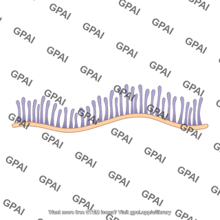 Pilus brush wavy 2