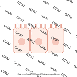 Enterocyte brush short villi preset
