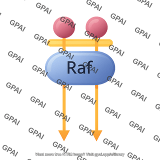Raf pathway 19
