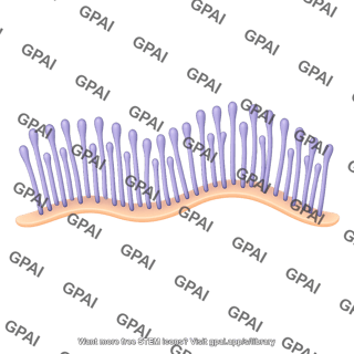 Pilus brush wavy