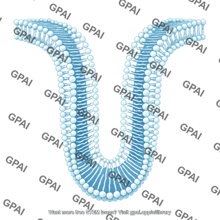 Phospholipid bilayer brush invaginating 195