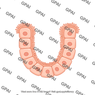 Choroid plexus epithelial cell preset