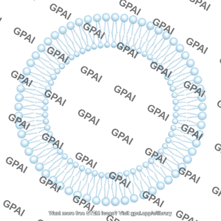 Phospholipid bilayer brush circular small 584