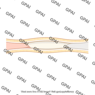 Epidural space