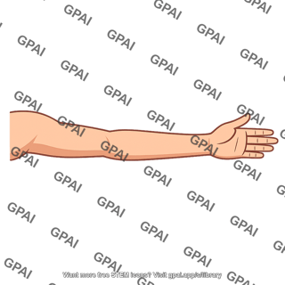 Human arm