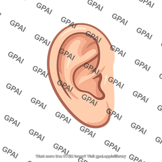 Right ear