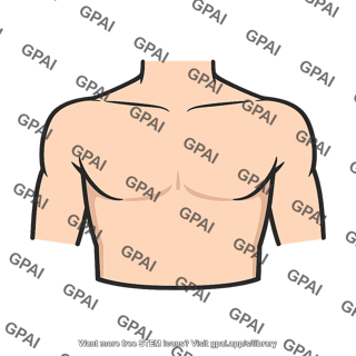 Upper torso