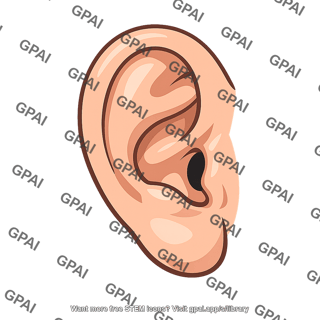 Human ear