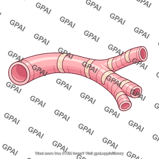Upper bronchus