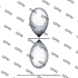 P orbital