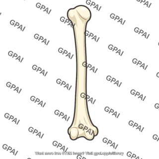 Humerus