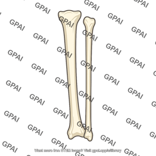 Lower leg bones