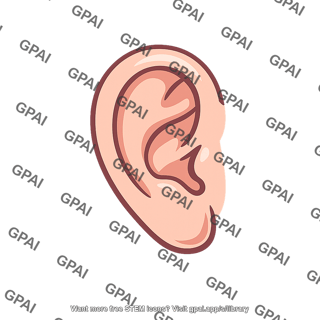 Human ear