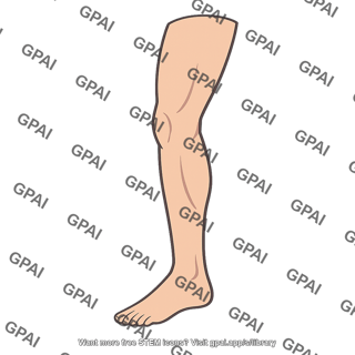 Leg