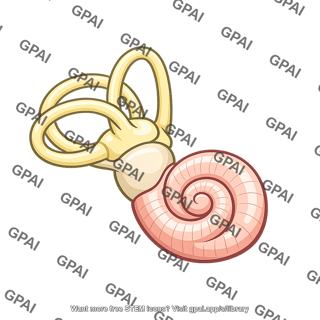 Inner ear