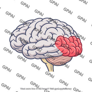 Visual cortex