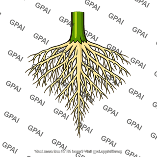 Tomato plant root system