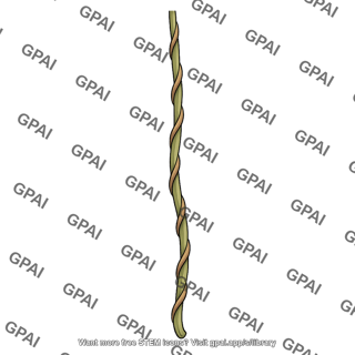 Tarzan vine