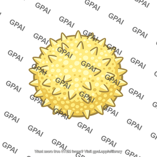 Pollen grain