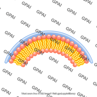 Arc membrane bilayer filled portrait