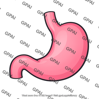 Human stomach