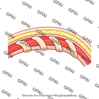 Chest wall cross section