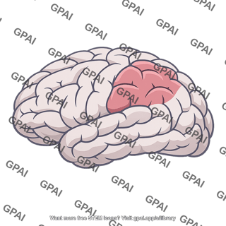 Posterior parietal lobe