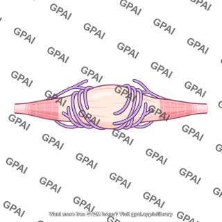 Receptor portion of muscle spindle