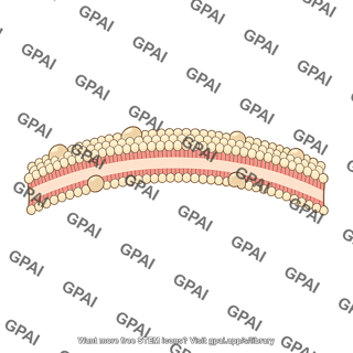 Nerve membrane