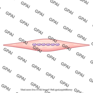 Nuclear chain intrafusal fiber