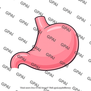 Human stomach